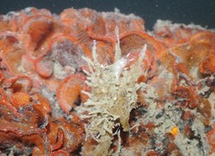 Coryphella cooperi