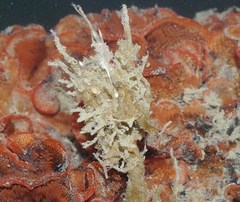 Coryphella cooperi
