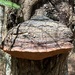 Phellinus everhartii - Photo (c) Cindi Fitzgerald, some rights reserved (CC BY-NC), uploaded by Cindi Fitzgerald