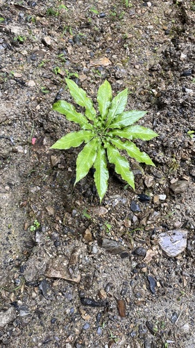 Arisaema taiwanense, photograph 6