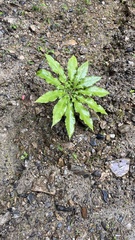 Arisaema taiwanense, photograph Hazel Chang, CC BY, iNaturalist via GBIF
