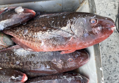 Bicolor parrotfish (Scarus rubroviolaceus) — Scaridae — 2