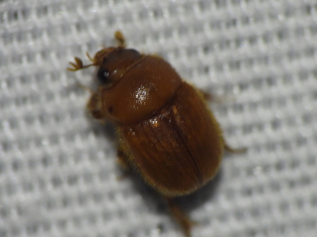 Parochodaeus biarmatus