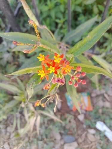 tropical milkweed