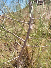 Parkinsonia africana image