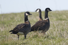 Branta hutchinsii leucopareia