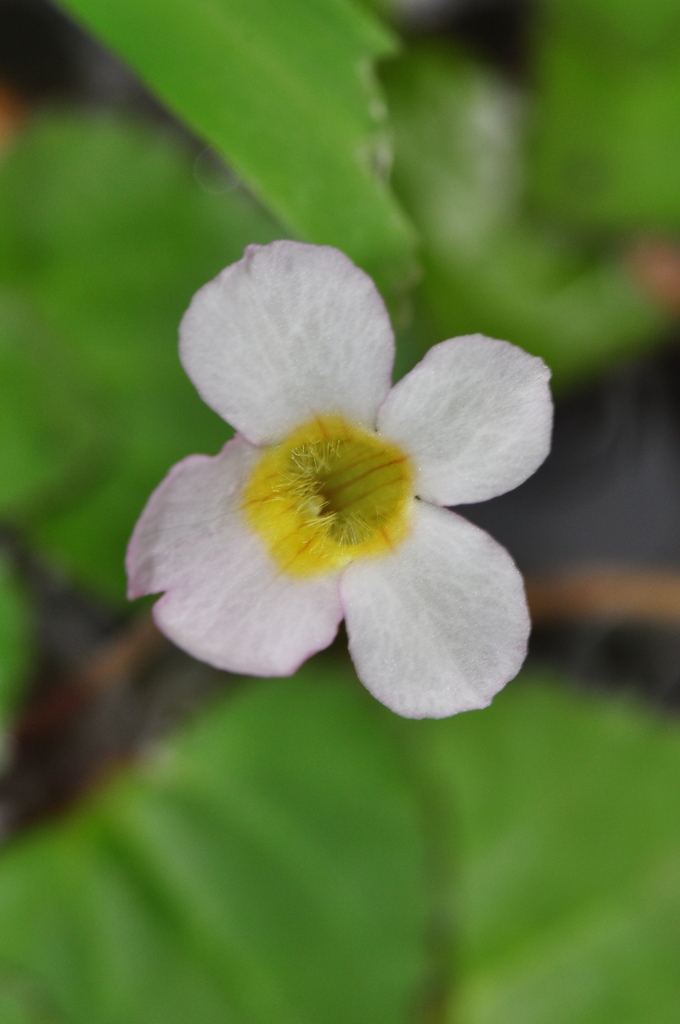 Trapella sinensis