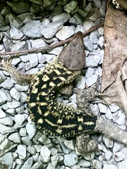Lepidophyma micropholis