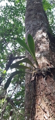 Bulbophyllum occlusum image