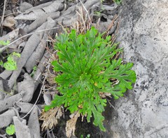Selaginella novoleonensis