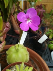 Pinguicula gigantea