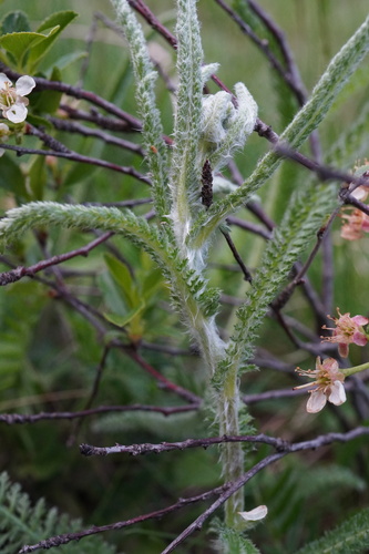 Image of Achillea pannonica by (c) Patrick Hacker, some rights reserved (CC BY)