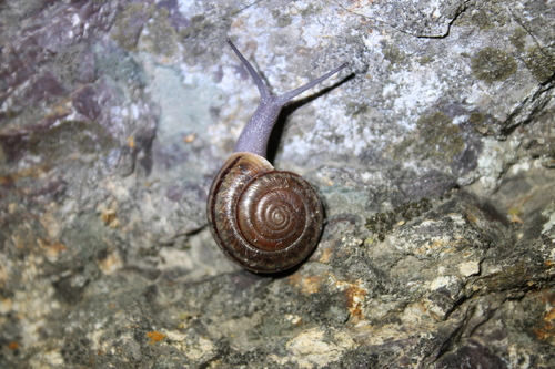 Pinnacles shoulderband