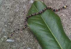 Pliocercus elapoides