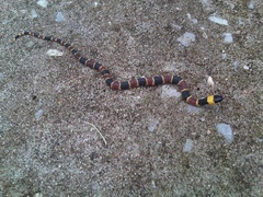 Pliocercus elapoides