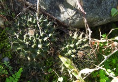 Mammillaria melanocentra melanocentra