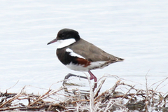 Erythrogonys cinctus