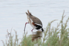 Erythrogonys cinctus