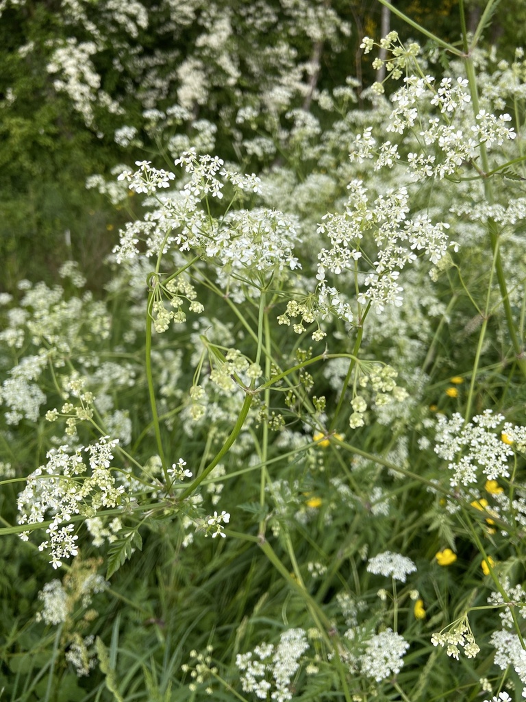 Cow Parsley from Bièvres, ÎledeFrance, FR on May 10, 2023 at 0408 PM