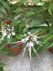 Orthosiphon aristatus