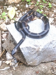 Tropidodipsas fasciata