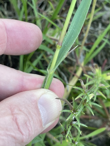 Bromus tectorum