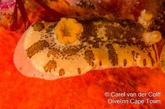 Mandelia mirocornata