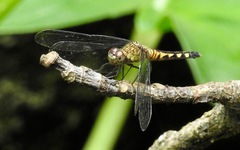 Erythrodiplax kimminsi