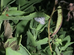 Conchylodes concinnalis