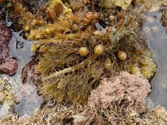 Carpophyllum plumosum