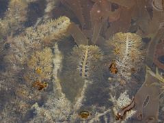 Carpophyllum plumosum