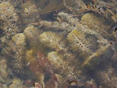 Carpophyllum plumosum