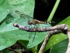 Erythrodiplax kimminsi