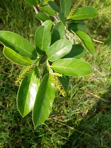 Water Tasselberry (Antidesma rufescens)