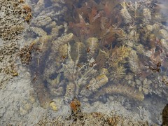 Carpophyllum plumosum