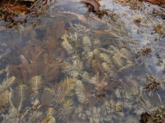 Carpophyllum plumosum
