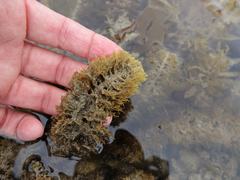 Carpophyllum plumosum