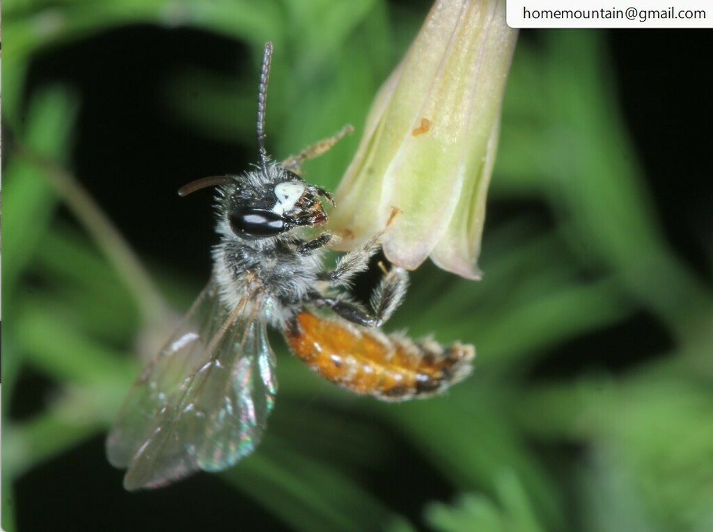 Andrena viciae