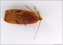 Phaeosaces coarctatella