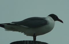 Leucophaeus atricilla