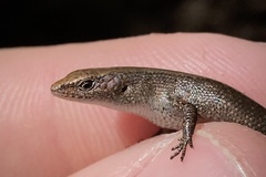 Southern Rainforest Sunskink photo 2