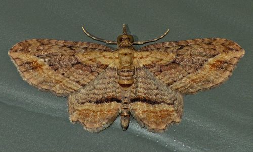 Australian Pug Moth photo 4