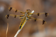 Libellula semifasciata