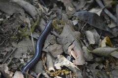 Gymnophiona