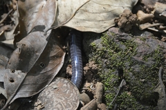 Gymnophiona