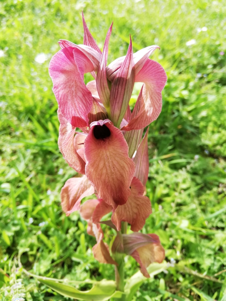 Serapias neglecta