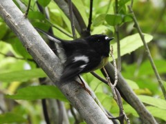 Petroica macrocephala