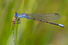 Argia alberta