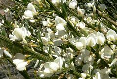 Cytisus multiflorus image