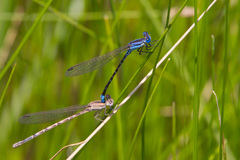 Argia alberta
